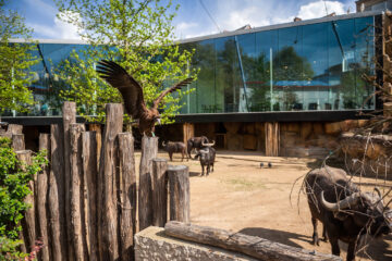 Studio Farris Architects - Antwerp Zoo - PH_005 AVIARY - photo Jonas Verhulst_LR 1440px